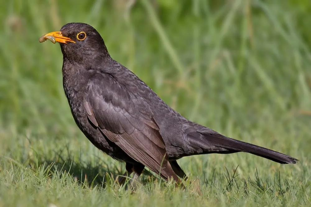 Male Common Blackbird