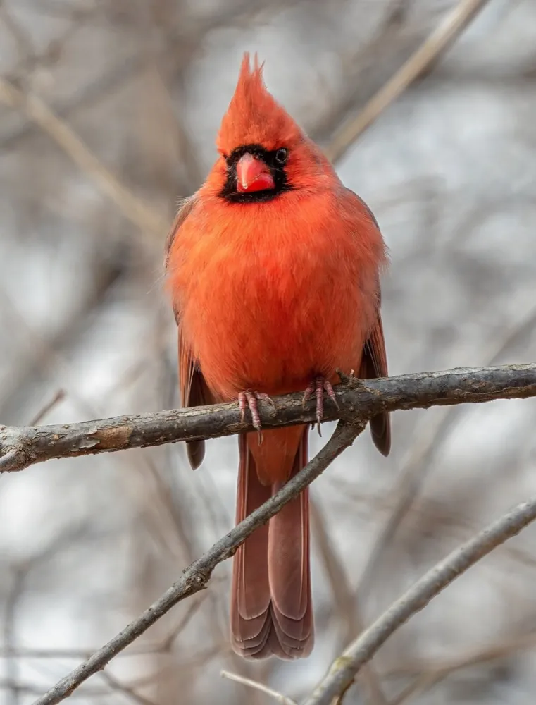Male Northern Cardinal