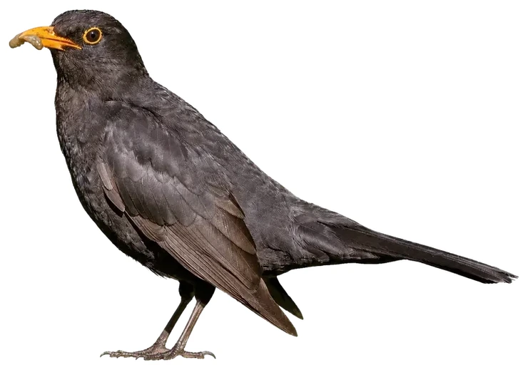 Common Blackbird cutout