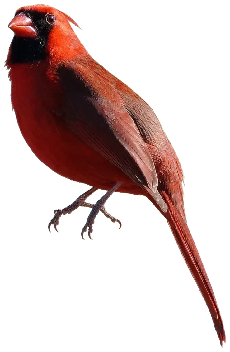 Northern Cardinal cutout