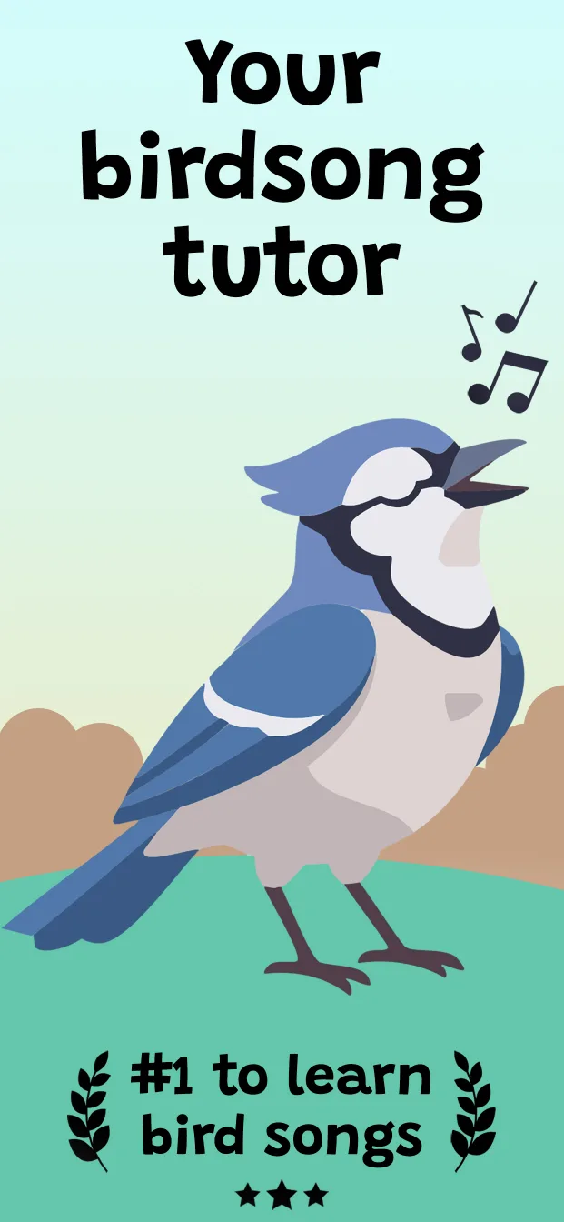 Syrinx blue jay birdsong tutor