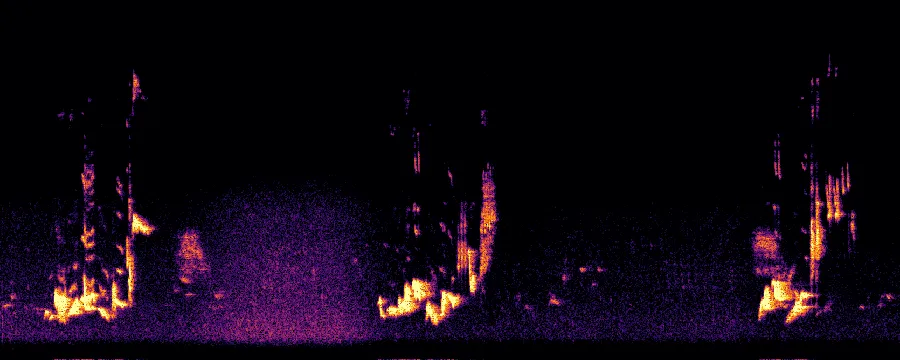 Spectrogram of a Common Blackbird song showing separated fluted phrases