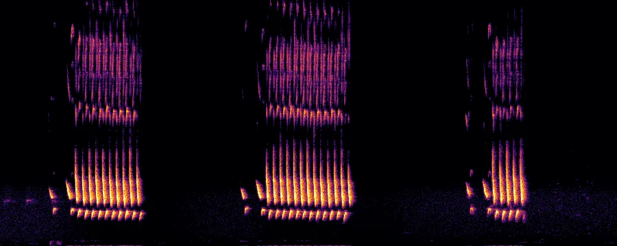 Spectrogram of a Northern Cardinal song showing repeated whistle shapes