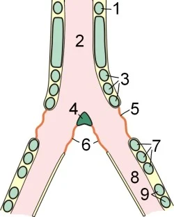 Numbered anatomical diagram of an avian syrinx showing its rings, membranes, central pessulus, and two bronchi
