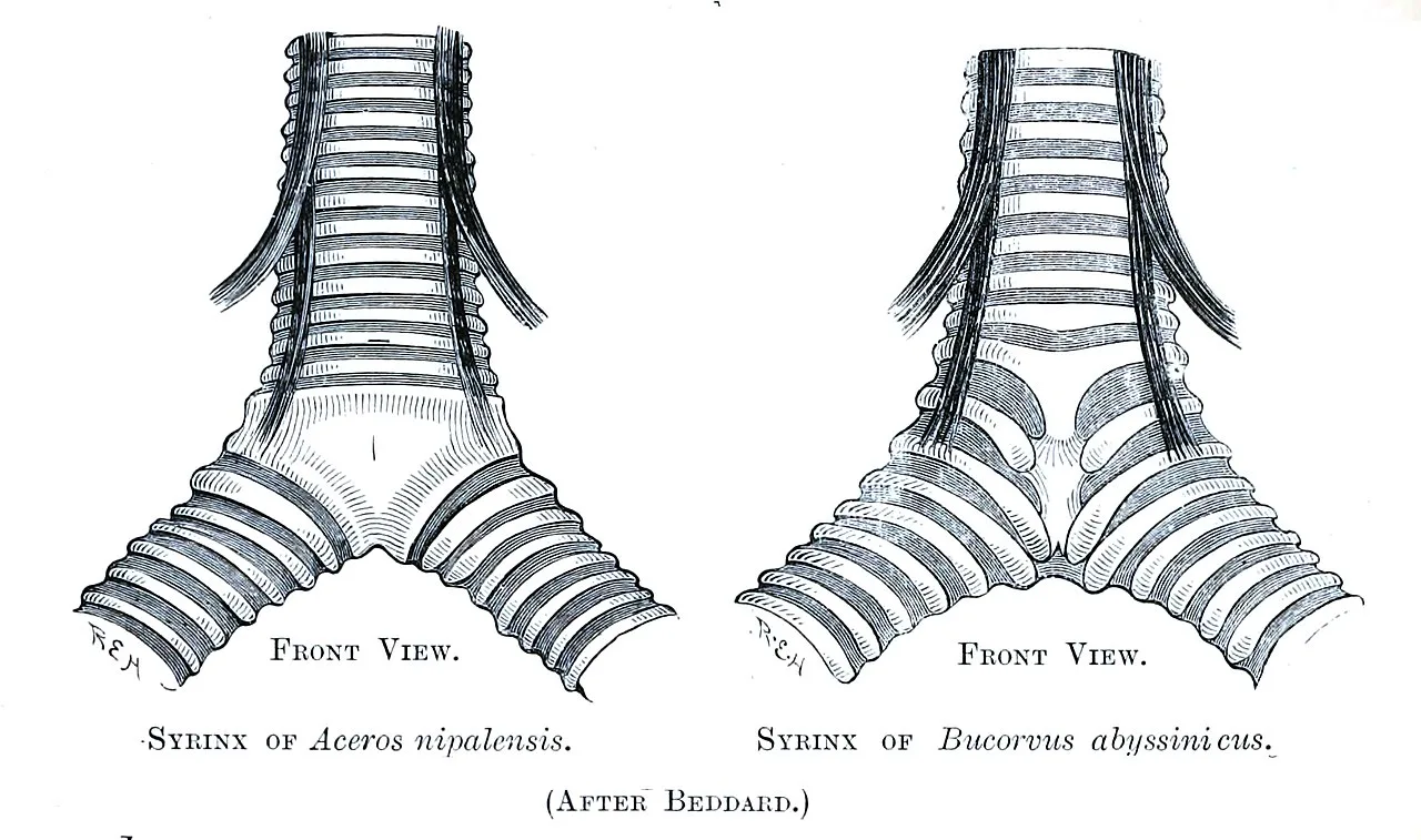Historical front-view anatomical drawings comparing the syrinx of two hornbill species